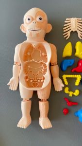 Educational Human Body Model Kid Montessori 3D Puzzle Human Organ Model Anatomy DIY Demonstration Toys