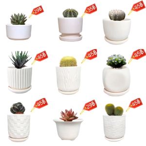 คลิกที่นี่เพื่อเลือกกระถางดินเผา กระถางดินขาว กระถางต้นไม้ขนาด 2-4 นิ้วให้เลือกหลากหลายแบบ งานสวย กระถางเนื้อเนียน ระบายน้ำดีมาก จัดส่งเร็ว มีรับประกัน