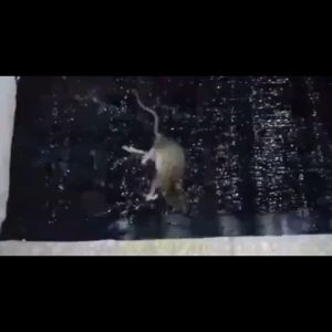 กายเหลือง ปลอดสาร เพิ่ม กาวน้ำ กันน้ำ และความชื้น 1 คริปกรอบ