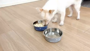 chén inox hình xương cá dành cho chó mèo - T3 PETS SHOP