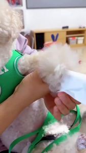 Disposable Dog Paw Covers for Light Rain and Muddy Walks 20PCS Soft Pet Booties Adjustable Straps for Small Medium Large Dogs