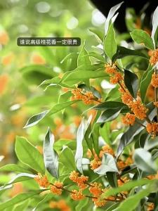 JEAN MISS | Fresh Long-lasting Osmanthus and Gardenia Fragrance