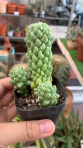 XƯƠNG RỒNG ATISO KT 5-7cm- xuất xứ Đà Lạt khoẻ đẹpLỖI 1 ĐỔI 1