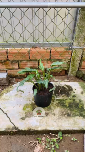 Cây Trầu Bà Chân Vịt (Size nhỏ) - Kích thước tổng thể tầm 20-30 cm - Kiểng lá sang trọng!