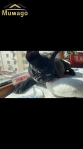 Dog Calming Pillow for Small Dogs Pet Pillow for Little Dog and Indoor Cats Half Donut Neck Pillow for My Little Dog/Cat to Sleep On Animal Puppy Kitten Comfort Blanket Cuddle Buddy Product