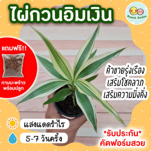 ไผ่กวนอิมเงิน ต้นกวนอิมมงคล พร้อมกระถาง 3 นิ้ว *แถมกาบมะพร้าว* ต้นไม้มงคลสวยๆจิ๋ว เสริมโชคลาภ เงินทองมั่งค ค้าขายรุ่งเรือง