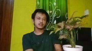 tanaman hias syngonium robusta pink neon original