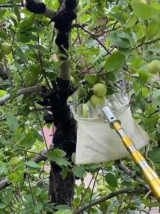 KAISER จัดส่งที่รวดเร็ว ตะกร้อสอยผลไม้ ที่สอยมังคุด (ด้ามยืดหดได้ 1.5/3/6/10M) ครบชุดที่จะช่วยคุณลูกค้าแก้ปัญหาการเก็บผลไม้บนที่สูงค่ะ （ไม้สอยมะม่วง ไม้สอยผลไม้ ที่สอยผลไม้ อุปกรณ์เก็บผลไม้ ทีเก็บผลไม้ ที่สอยมะม่วง ที่สอยผลไม้สูง