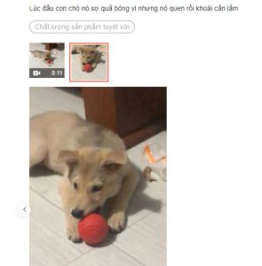 Bóng đồ chơi cho chó cao su đúc đặc TOF | BossDog