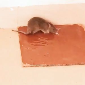 rat sticky trap glue Mouse glue mouse glue super strong adhesive mouse board catching large mice