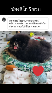 Petoya คอลลาเจนญี่ปุ่นบำรุงข้อขนกระดูกสำหรับสุนัขแมวและหนู สูตร Fit & Firm