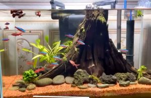 Sỏi suối chuyên deco cho hồ cá sân vườn trang trí hồ cá Cá Lóc Channa Thuỷ Sinh