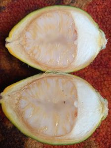 TERLARIS....... BUAH PINANG / BUAH JAMBE / COD