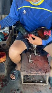 นวมเดือยไก่ชนแถมเทปพันเดือย อุปกรณ์ไก่ชน