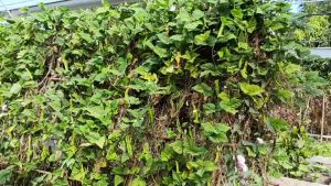 สารอินทรีย์เบิกบาน ใช้แทนปุ๋ยเคมี ถูกกว่าปุ๋ยเคมี เพิ่มรายได้ขึ้นมากๆ ด้วยผลผลิตที่ดกและงามขึ้นมากๆ จ่ายเพียงไร่ละ 50 บ.