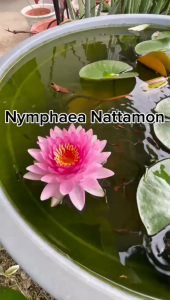 Sean Planters’ Hardy Water Lily Nymphaea Nattamon Live Plant Water Plant Pokok Bunga Teratai Hidup 耐寒睡蓮花莲花睡莲花苗