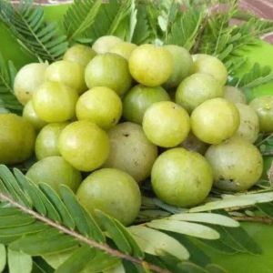 buah malaka segar