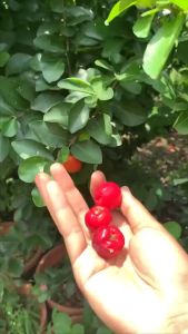 Bibit Cherry Barbados: Berkualitas Tinggi & Varietas Lengkap