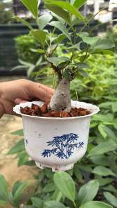 #ต้นไทรหัวโสม "ต้นไทร เป็นพรรณไม้ยืนต้นขนาดกลางถึงขนาดใหญ่ มีลำต้นสีขาวปนเทา ใบเดี่ยว เรียงสลับ รูปวงรี ชอบแดด เลี้ยงดูง่าย คนไทยโบราณเชื่อว่า บ้านใดปลูก  เลี้ยงดูง่าย คนไทยโบราณเชื่อว่า บ้านใดปลูกต้นไทรไว้ประจำบ้านจะทำให้เกิดความร่มเย็น เพราะคนโบราณได้กล