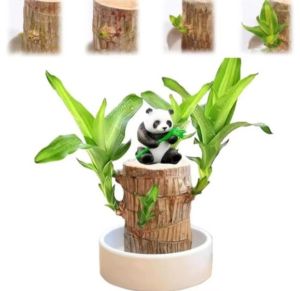 Brazilian Wood Bonsai Hanjuang Brazil / Bibit Stek Hanjuang Brazil Hijau Andong Mudah Hidup