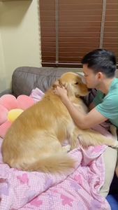 สเปรย์ระงับกลิ่น สำหรับสัตว์เลี้ยง ไม่ฉุน กลิ่นหอมสดชื่น ปลอดภัย สำหรับใช้ภายนอก | สำหรับสัตว์เลี้ยง