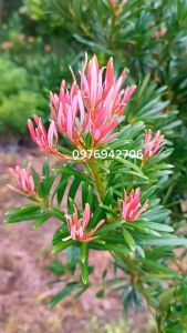 CÂY TÙNG ĐỘT BIẾN NGỌC Ý ĐỌT ĐỎ CAO 20-25CM - TÙNG TRÁI QUÝ HIẾM - CÂY GHÉP ZALO 0976942706