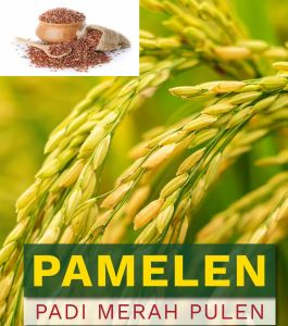 Benih Padi Beras Merah Pulen Kemasan 1 kg
