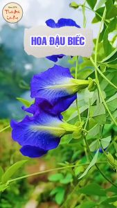 Hoa đậu biếc sấy lạnh 500g trà hoa đậu biếc pha trà nấu chè nấu xôi làm bánh thạch