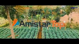Fungisida Basmi Jamur Amistar Top Amistartop 325 SC 100 ml