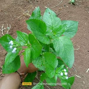 Babadotan bandotan muda segar bugar 250 gram rumput Segar istimewa siap kirim