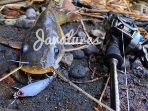LURE CASTING HAMPALA MINNOW GLUESTICK KILLER