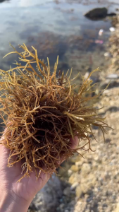 RAU CÂU CHỈ VÀNG LÝ SƠN SUNI 100GR - RONG BIỂN TỪ ĐẢO LÝ SƠN CHÍNH GỐC