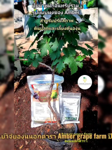 ผงหัวเชื้อน้ำหมักอินทรีย์รวม