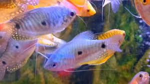 Golden Gourami [ 1pcs | 2pcs | 3pcs ]