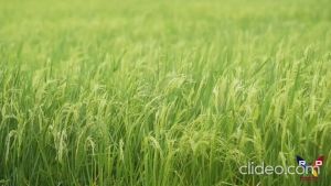 Grand Humus Plus - Organic NPK and Foliar Fertilizer for Plants Vegetables Corn and Rice. Better than Humic - NPK