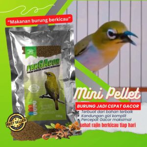 PAKAN GACOR PLECI CIBLEK PRENJAK MINI PELLET HARIAN DAN LOMBA