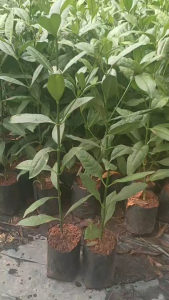 ต้นกันเกราหรือมันปลา เพาะเมล็ด (ถุงใหญ่) สูง60-70ซม.