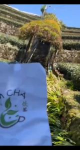 【台湾高山茶】现货正宗 Taiwan high mountain tea oolong tea LQ03-阿里山高山青茶-150G