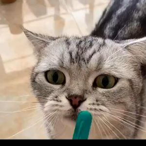 Frontline 3 Tubes/Box Flea & Tick Killer Treatment Avermectin Transdermal Solution Drops Vitro Anthelmintic for Dog & Cat External Use for Kitten & Puppy FRONTLINE Plus