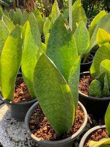 ต้นครีบปลาวาฬ ครีบปลาวาฬ ครีบวาฬ ต้นครีบวาฬ ลิ้นมังกรมาโซเนียน่า ต้นวาฬเกยตื้น ขนาดกระถาง 11 นิ้ว ไม้ฟอกอากาศ ลิ้นมังกร ต้นลิ้นมังกร