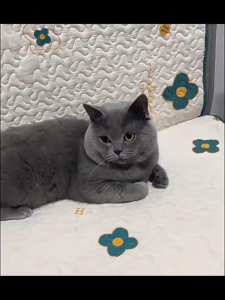 Pet Wipes Glove/Pet Disposable Cleaning Glove Wipes Dog Cat Wet Tissue Sarung Tangan Mandi Kucing