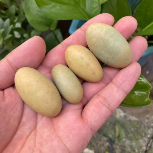 Natural Stones Luminous oval Stone Raw Gemstone Glow In The Dark Stone Crystal Rough Stone Healing Specimen Minerals