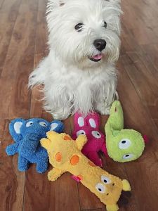 QMONSTER | Squeaky Chewable Dog Toy