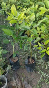 ต้นทองหลางกินใบ แบบปักชำ รากเดินพร้อมปลูก