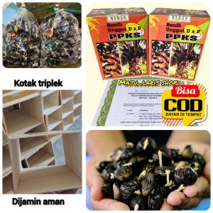 Bibit Sawit Unggul KSM Yangambi Berkualitas Buah Besar Medan Kemasan 250 Siap Semai