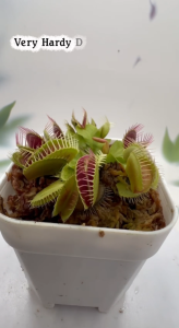 ID Titan Venus Flytrap | Shipping-resistant |diameter 7–10 cm | With Pot | seedling