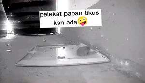 (Available stock)TIMSOT Mouse Rat Trap Glue Board 120CM Big Size Sticky High Effective Rodent Rat Snake Bugs Catcher