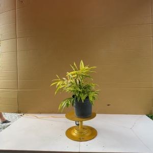Cây Trúc Nhật Vàng - Cây Cảnh Văn Phòng Để Bàn