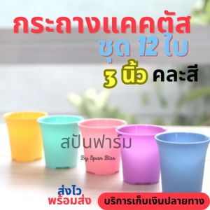3 นิ้ว กระถางแคคตัส พลาสติก สีพาสเทล กระถางพาสเทล สวย ทนทาน ระบายน้ำได้ดี คละสี กระถางน่ารัก