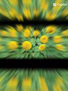 Hạt Giống Hoa Hướng Dương Kép F1(Gói 30 hạt)Dễ Trồng Hoa Nở Đẹp Tặng kèm Hướng Dẫn Trồng